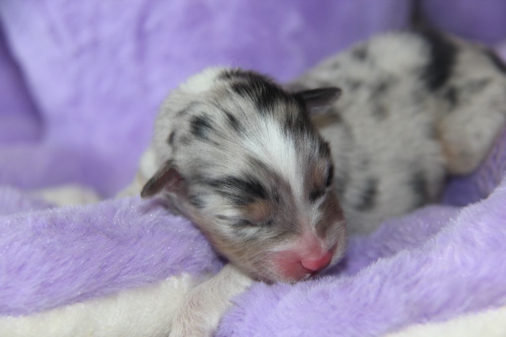 Na Caorrun - Chiots disponibles - Berger Australien