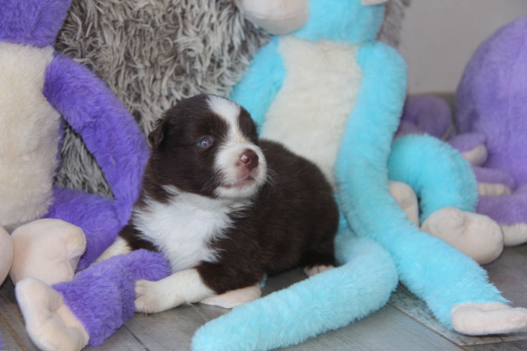 Na Caorrun - Chiots disponibles - Berger Américain Miniature 