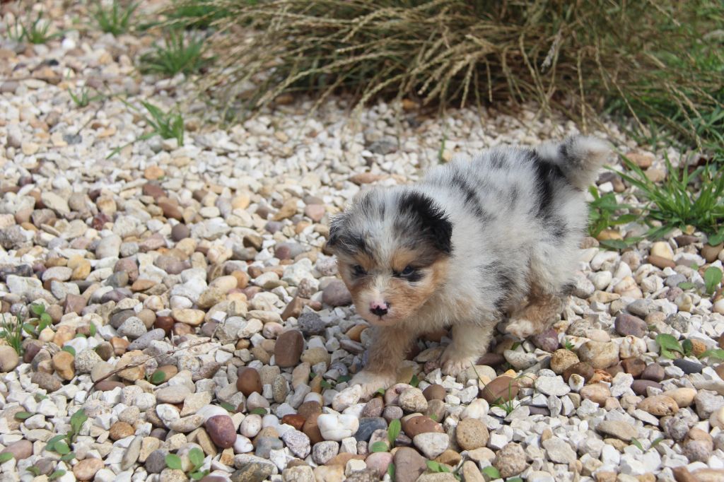 Na Caorrun - Chiots disponibles - Berger Australien
