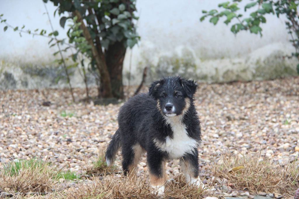 Na Caorrun - Chiots disponibles - Berger Australien