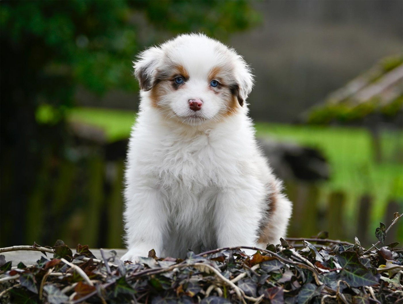 Na Caorrun - Chiots disponibles - Berger Australien