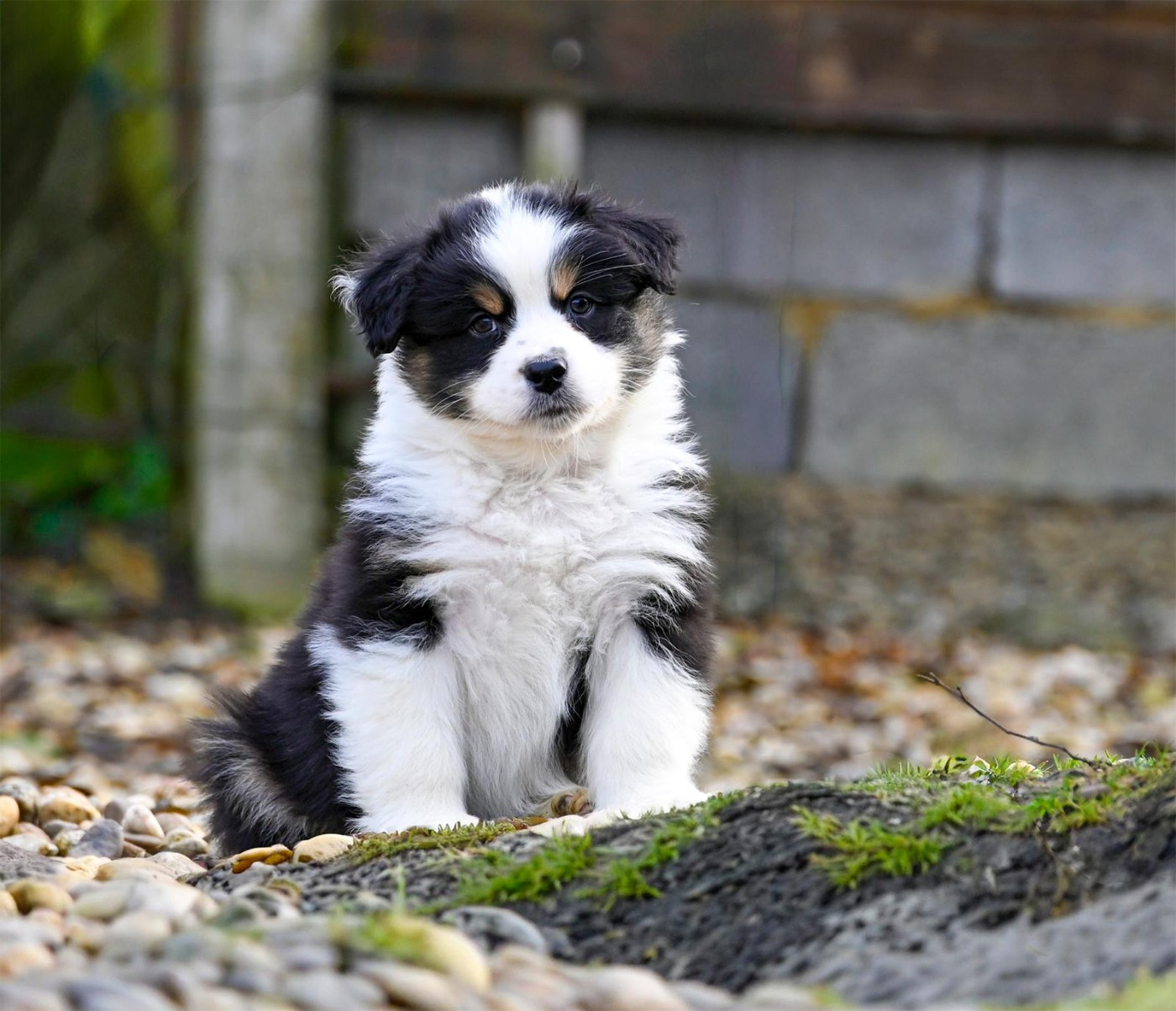 Na Caorrun - Chiots disponibles - Berger Australien