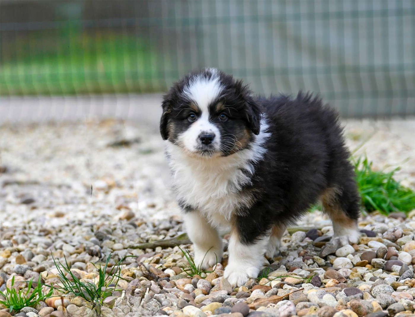 Na Caorrun - Chiots disponibles - Berger Australien