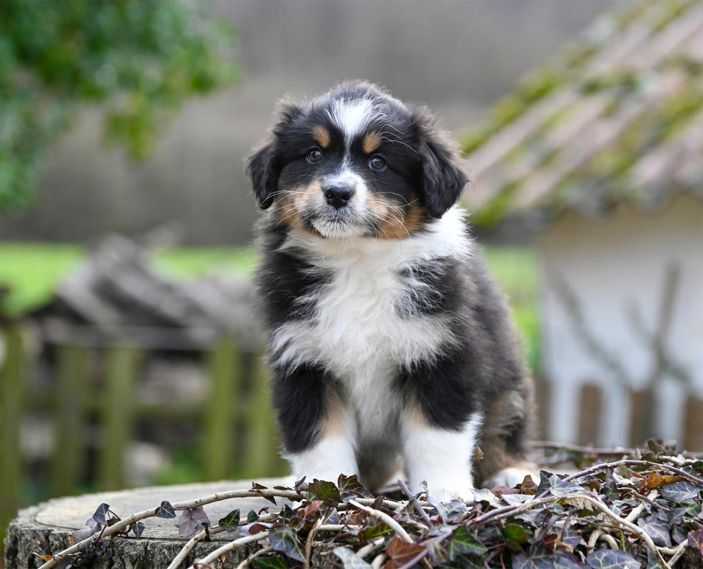 Na Caorrun - Chiots disponibles - Berger Australien