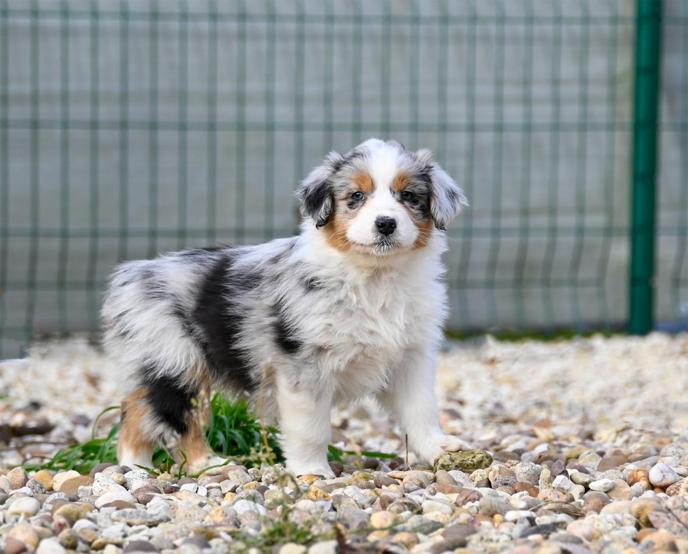 Na Caorrun - Chiots disponibles - Berger Australien