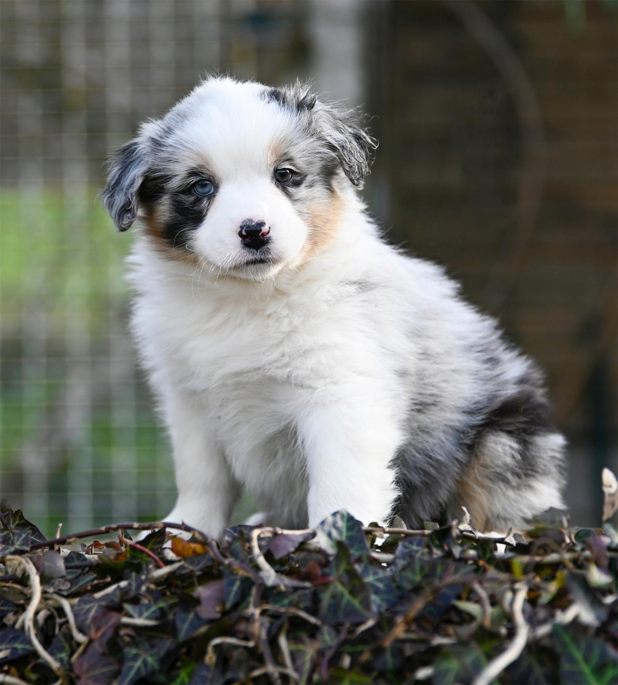 Na Caorrun - Chiots disponibles - Berger Australien