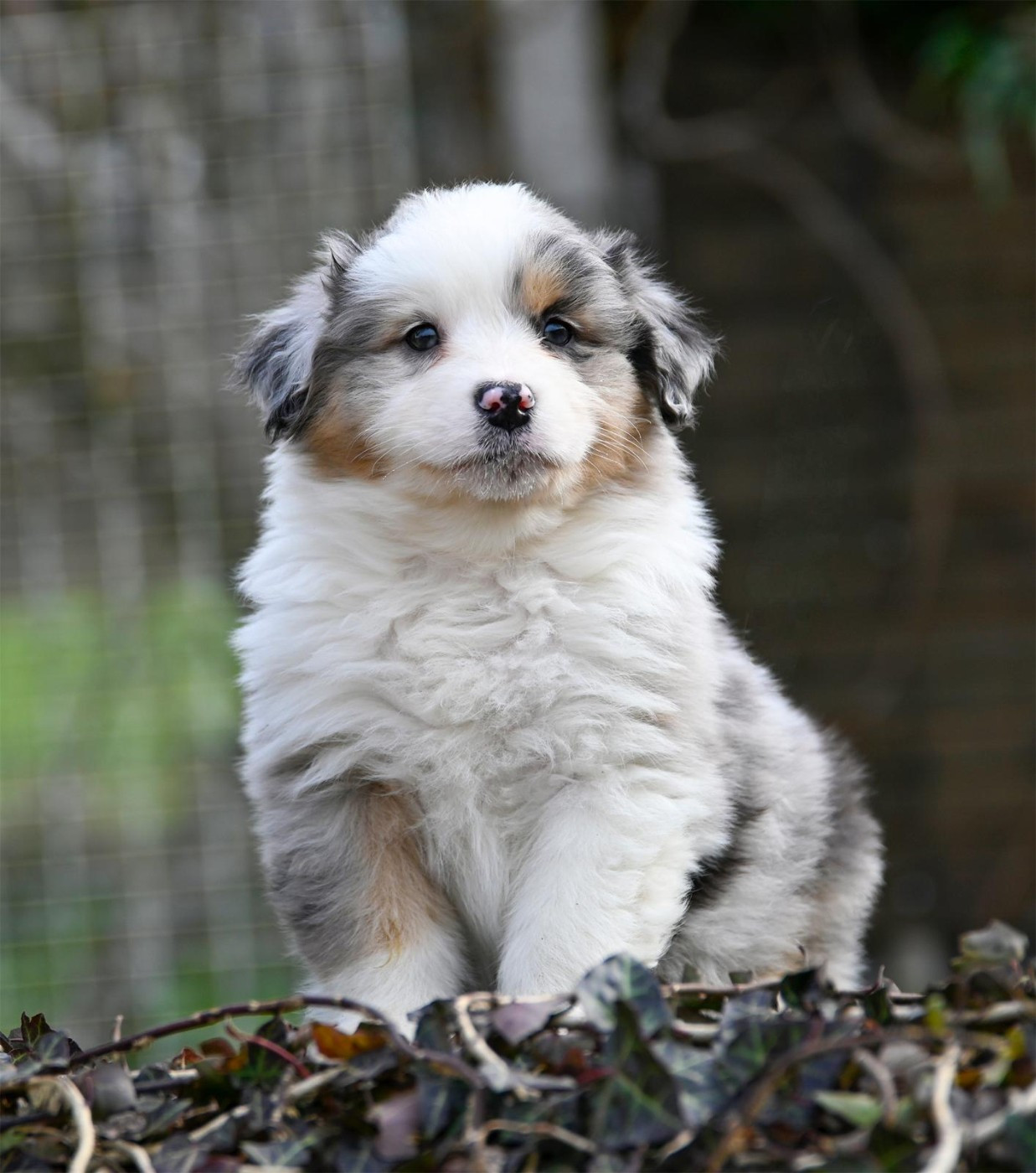 Na Caorrun - Chiots disponibles - Berger Australien