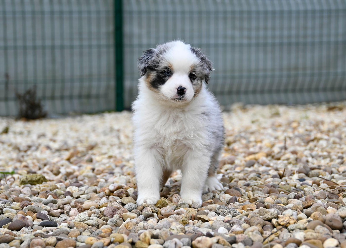 Na Caorrun - Chiots disponibles - Berger Australien