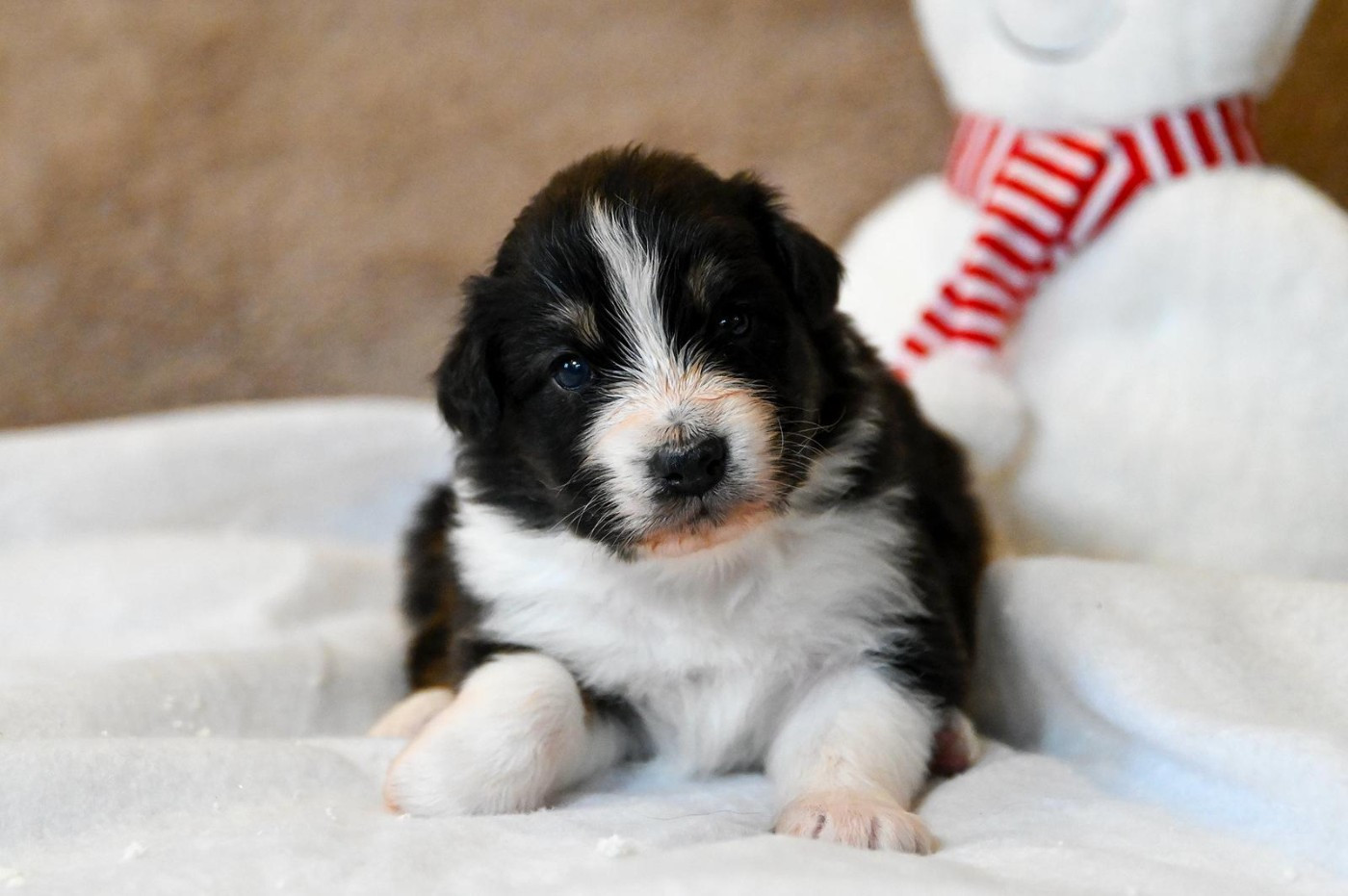 Na Caorrun - Chiots disponibles - Berger Australien