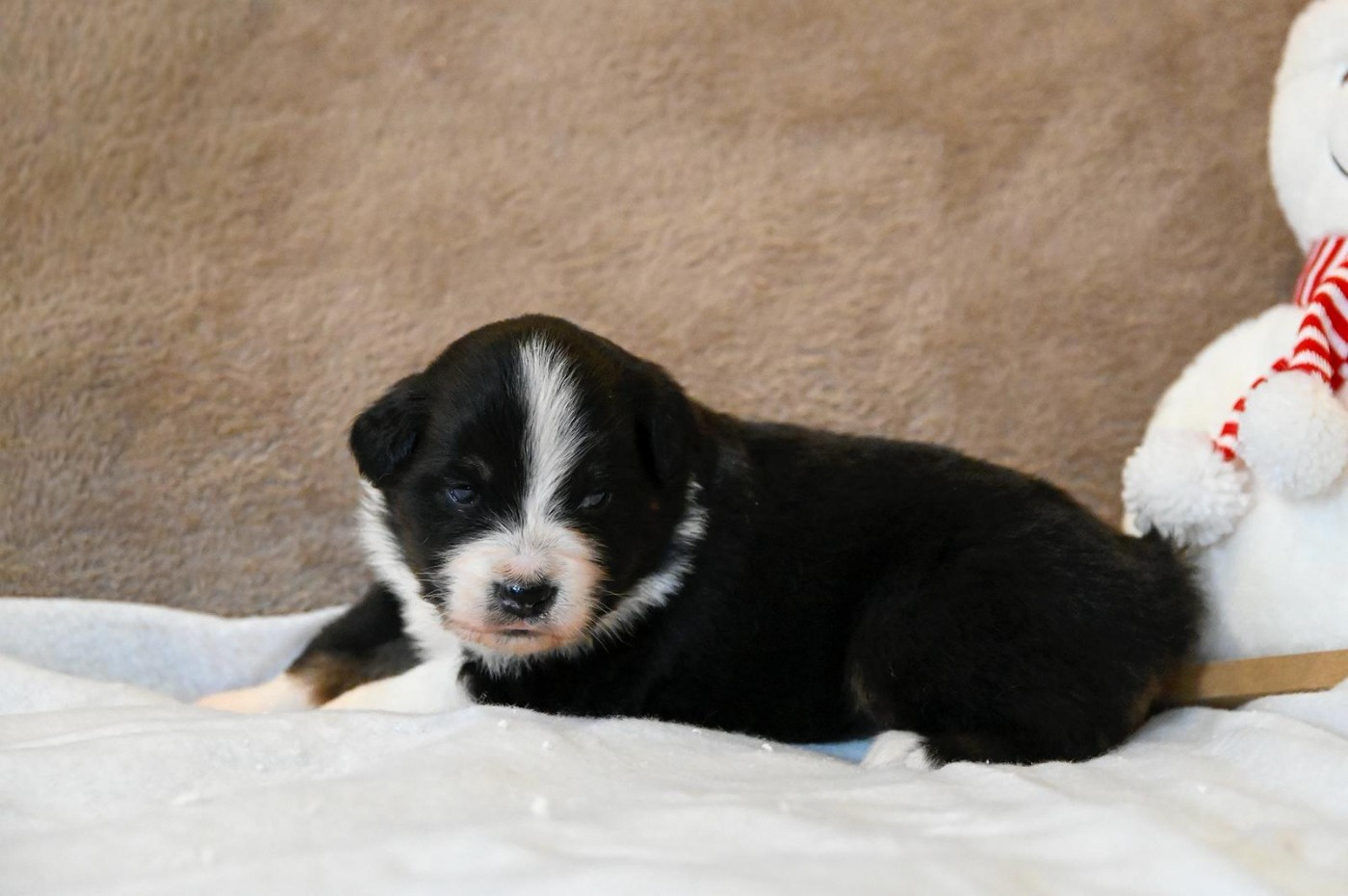 Na Caorrun - Chiots disponibles - Berger Australien