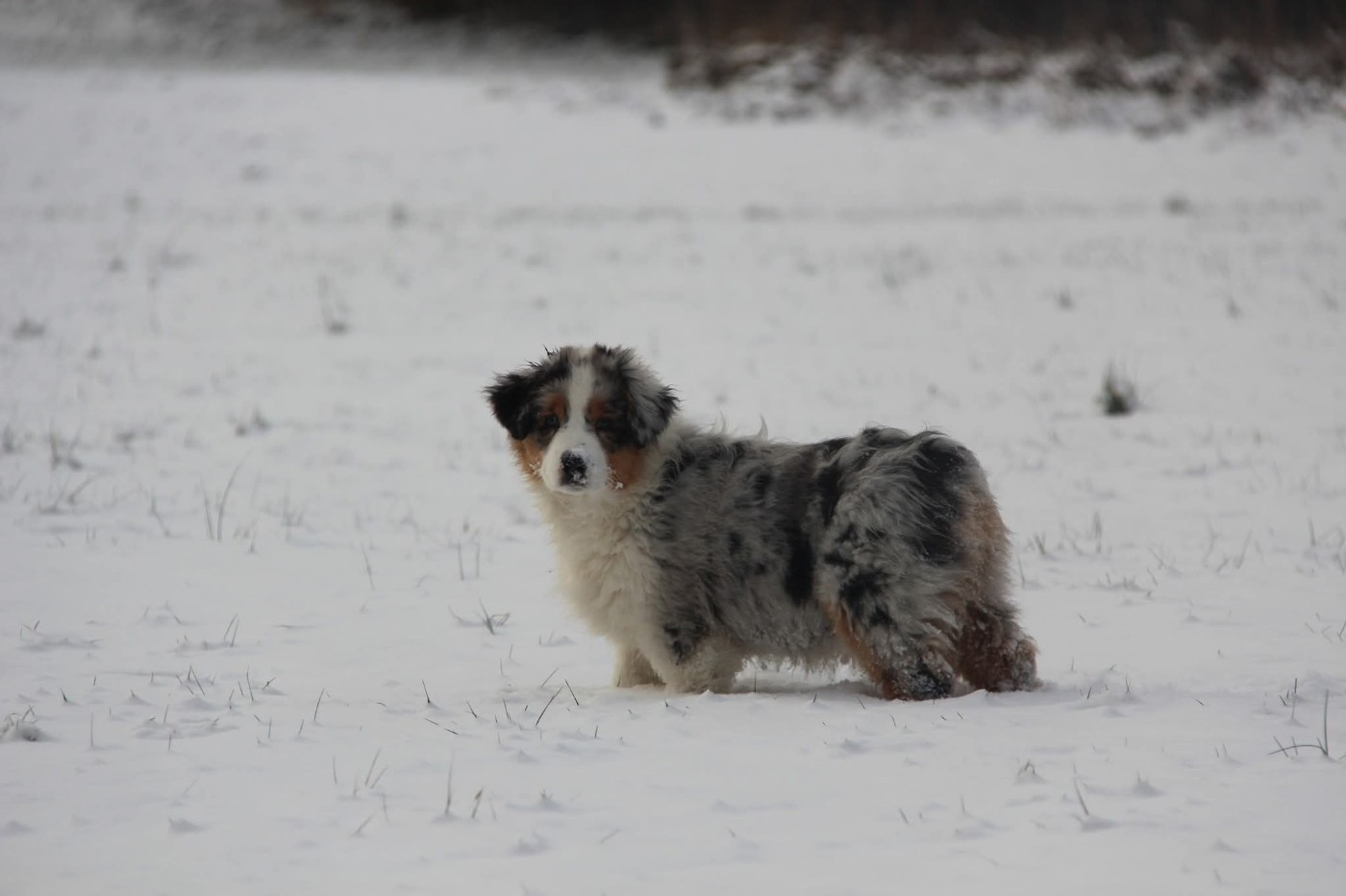 Na Caorrun - Chiots disponibles - Berger Australien