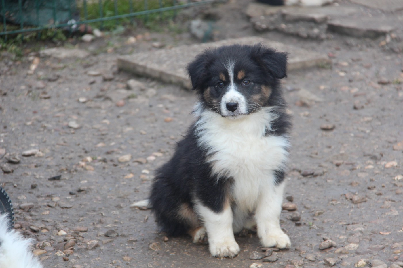 Na Caorrun - Chiots disponibles - Berger Australien