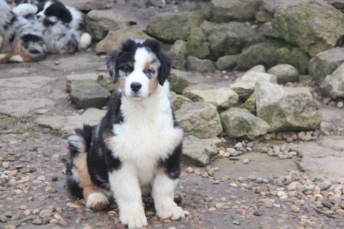 Na Caorrun - Chiots disponibles - Berger Australien