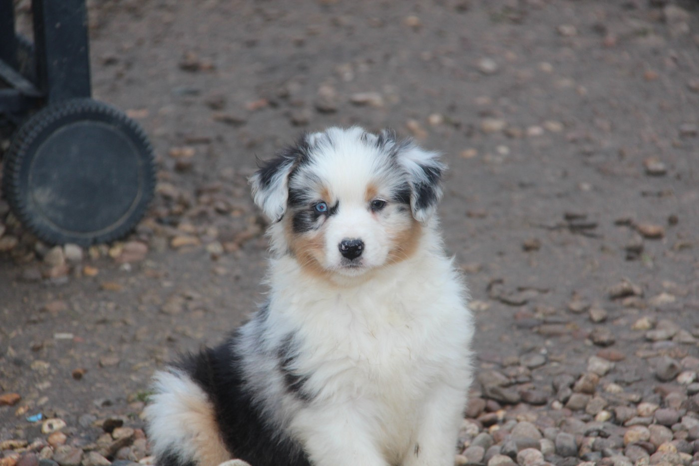 Na Caorrun - Chiots disponibles - Berger Australien