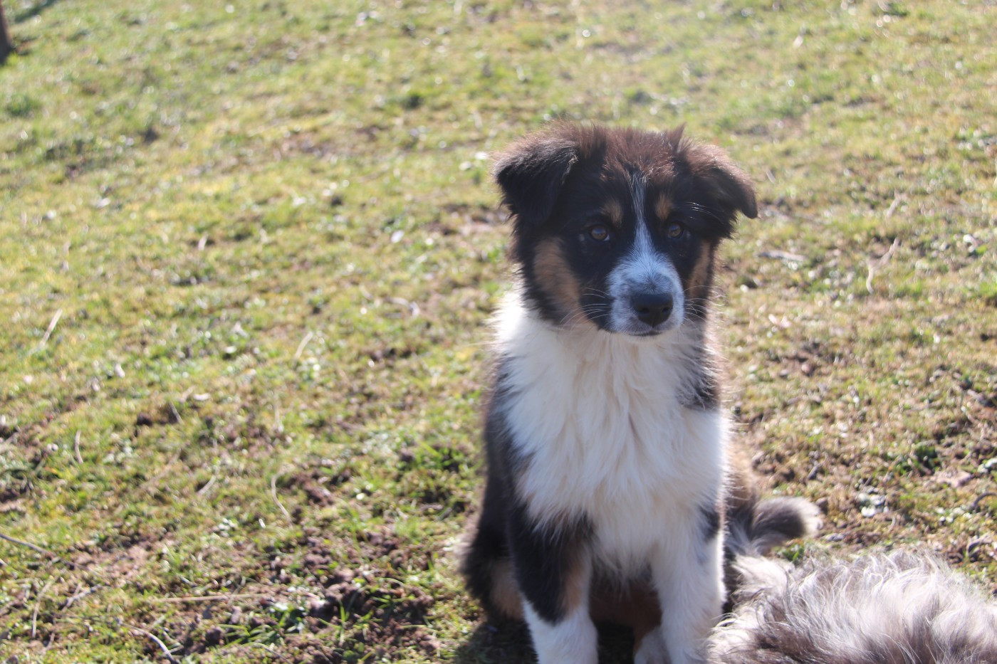Na Caorrun - Chiots disponibles - Berger Australien