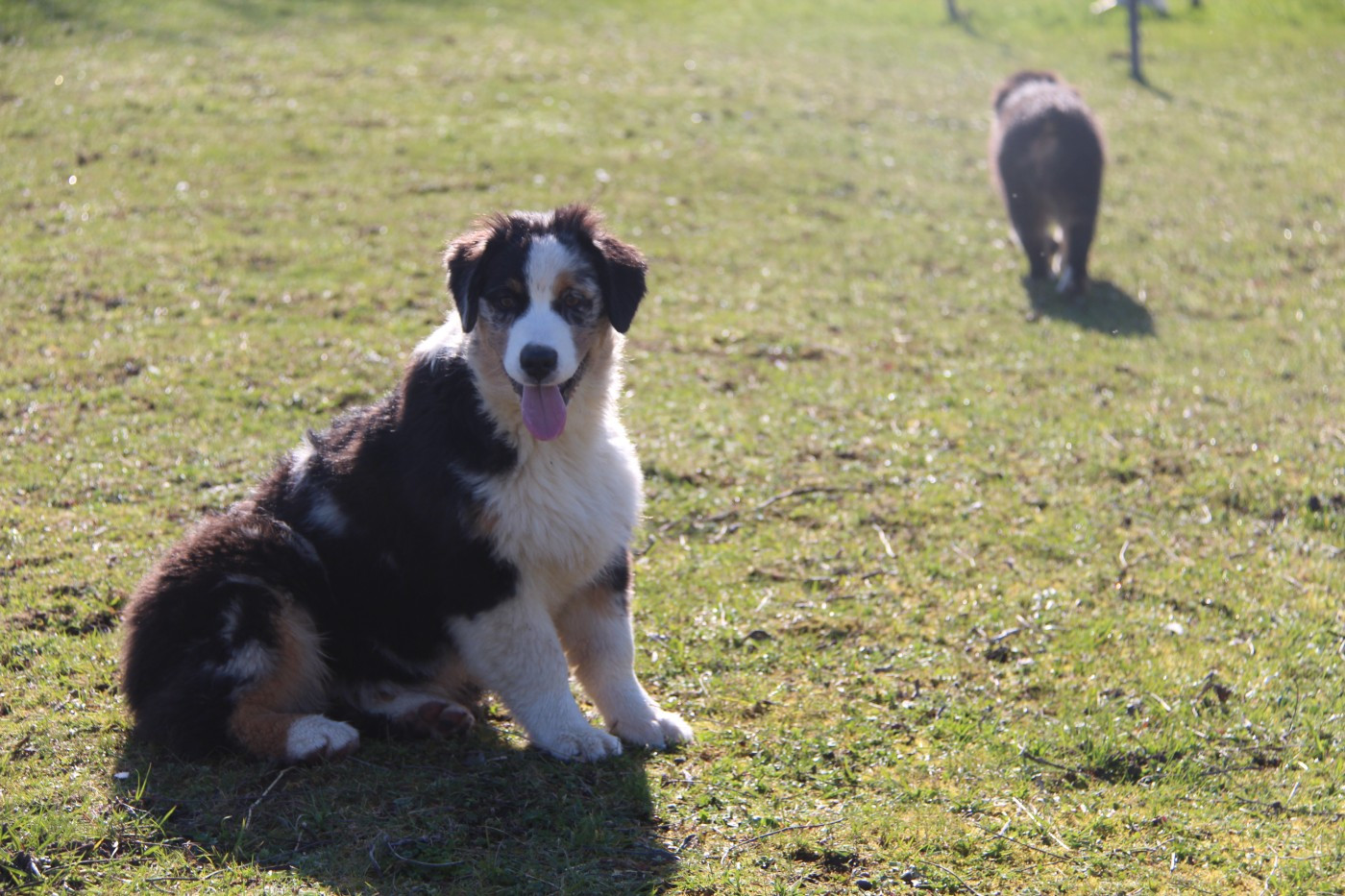 Na Caorrun - Chiots disponibles - Berger Australien
