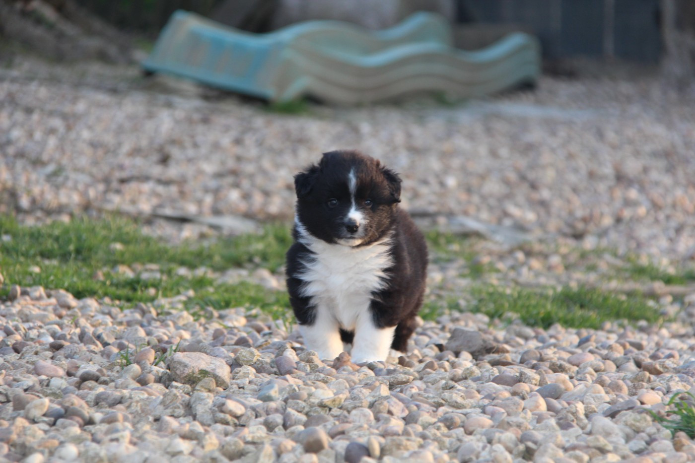 Na Caorrun - Chiots disponibles - Berger Américain Miniature 