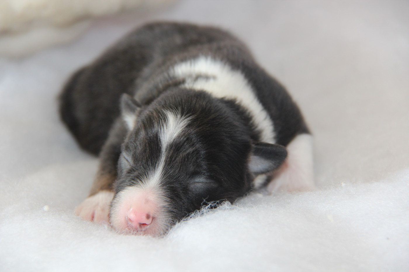 Na Caorrun - Chiots disponibles - Berger Américain Miniature 