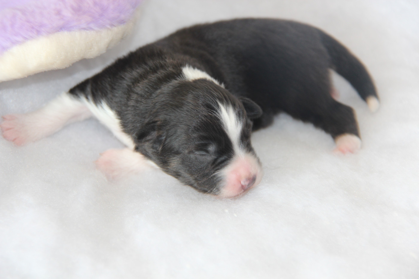 Na Caorrun - Chiots disponibles - Berger Américain Miniature 