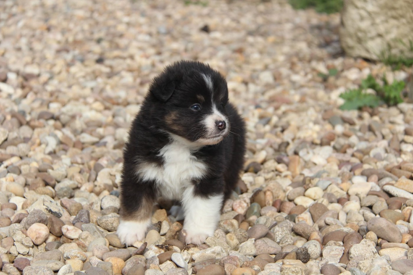 Na Caorrun - Chiots disponibles - Berger Américain Miniature 