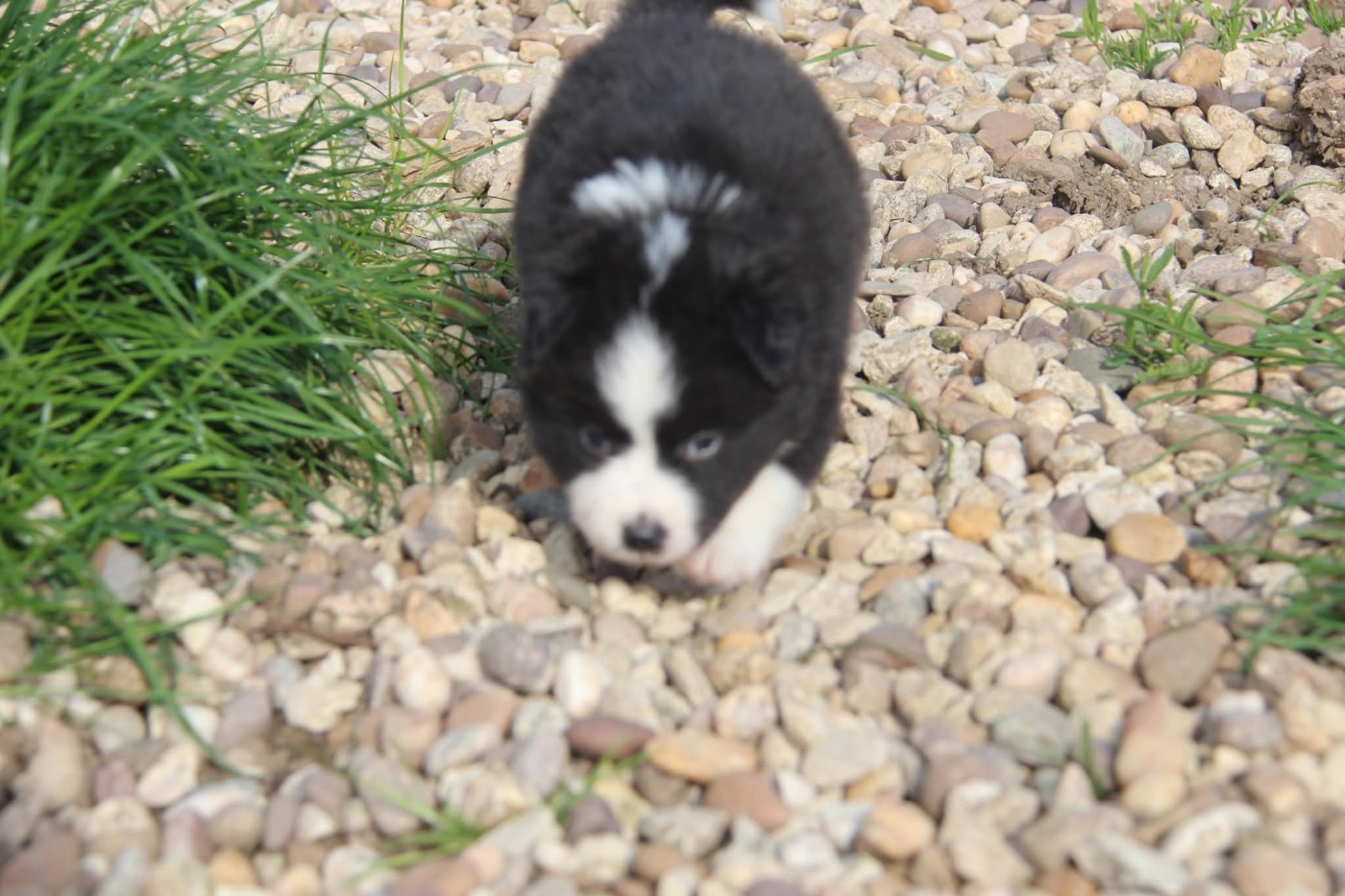 Na Caorrun - Chiots disponibles - Berger Américain Miniature 