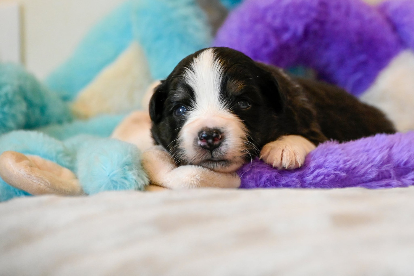 Na Caorrun - Chiots disponibles - Berger Américain Miniature 
