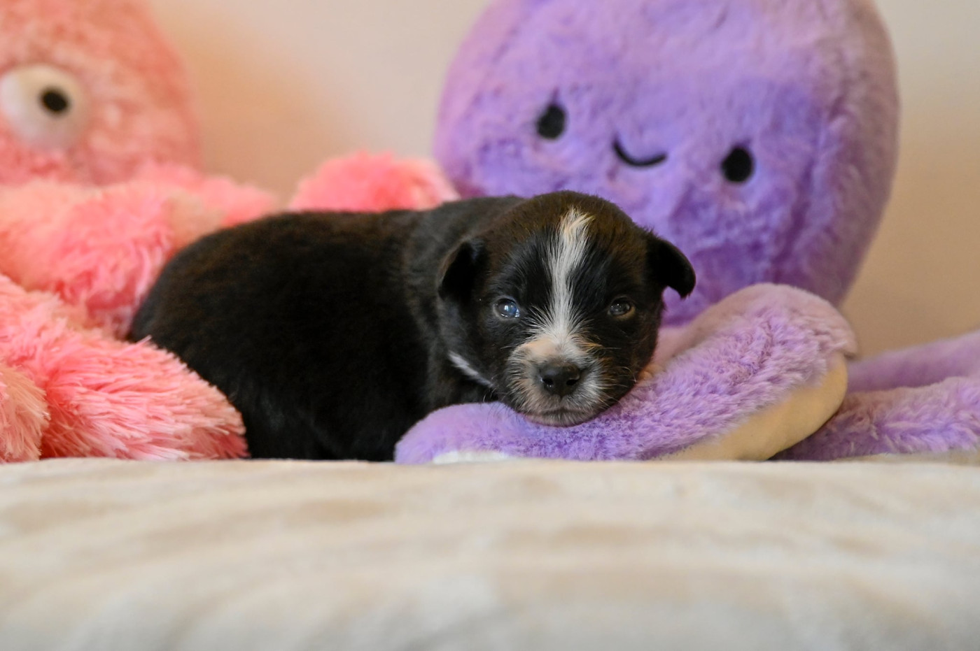 Na Caorrun - Chiots disponibles - Berger Américain Miniature 