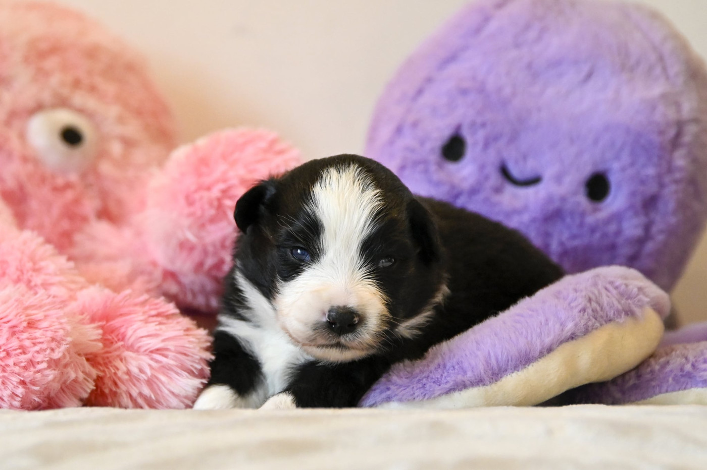Na Caorrun - Chiots disponibles - Berger Américain Miniature 
