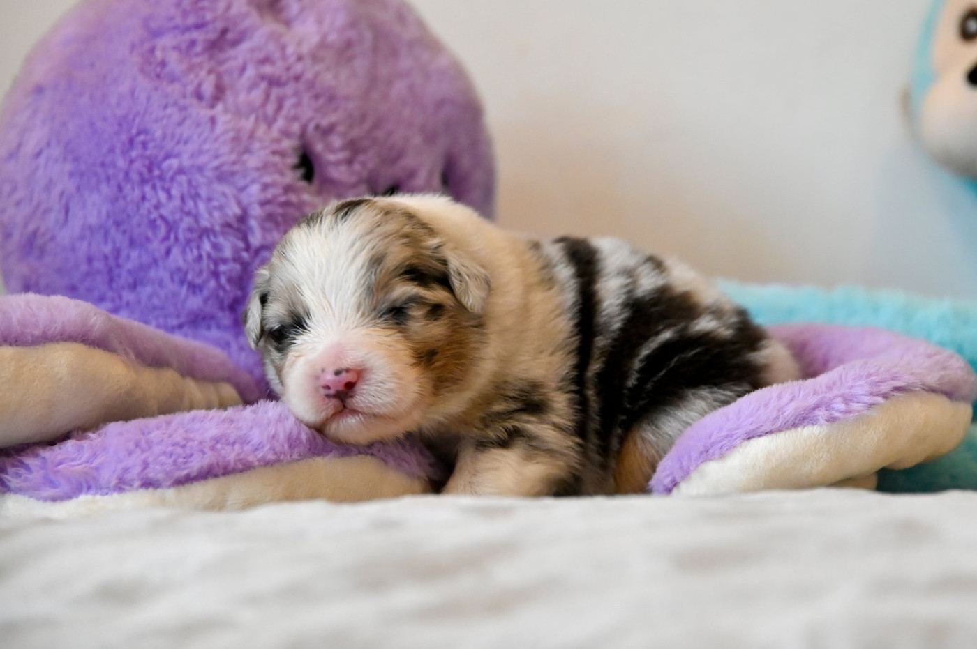 Na Caorrun - Chiots disponibles - Berger Australien