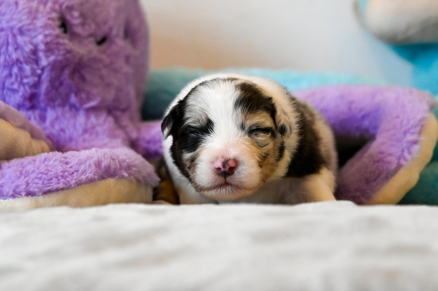 Na Caorrun - Chiots disponibles - Berger Australien