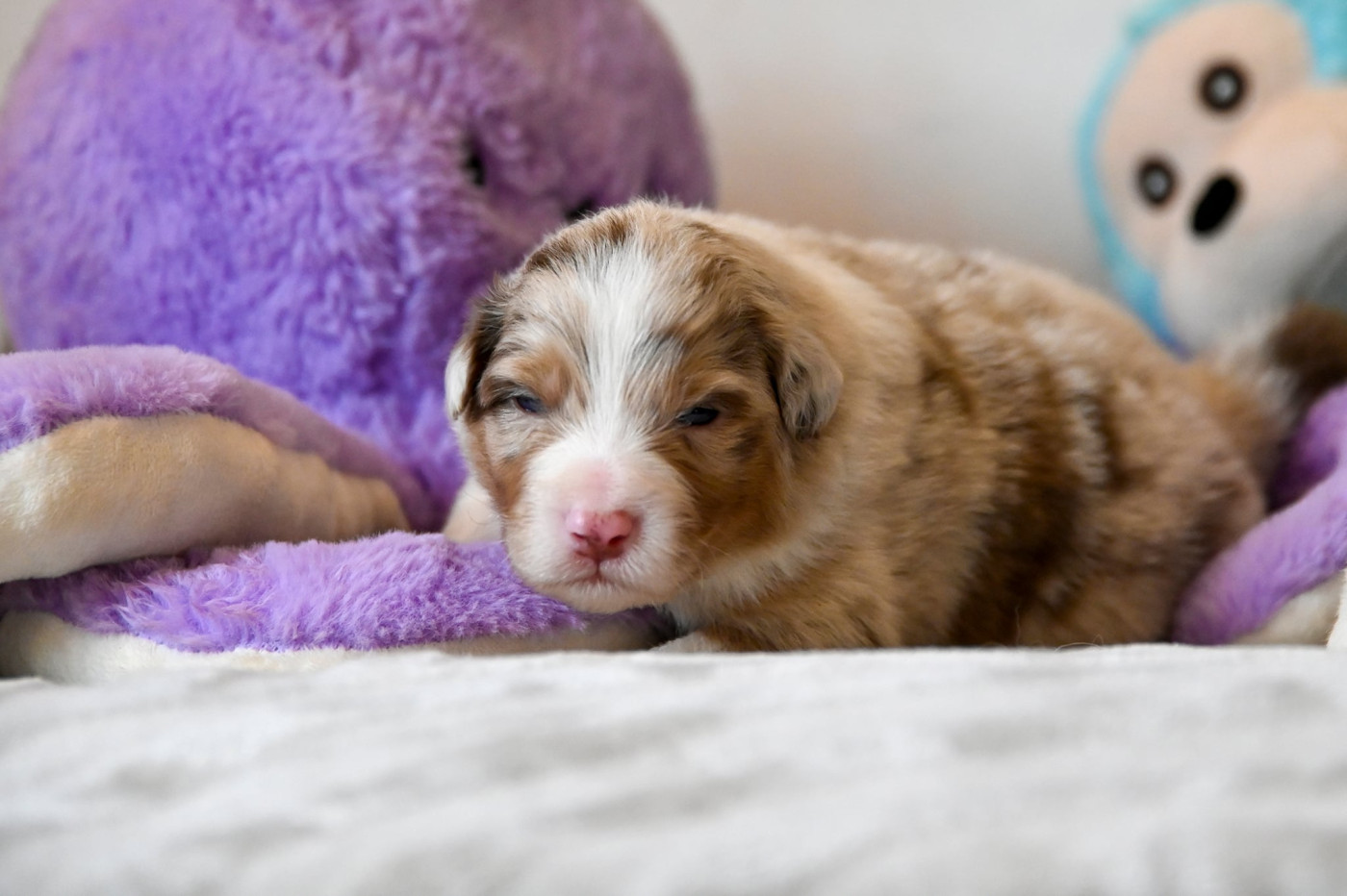 Na Caorrun - Chiots disponibles - Berger Australien
