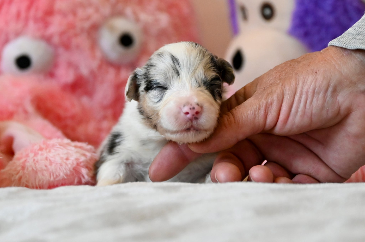 Na Caorrun - Chiots disponibles - Berger Australien