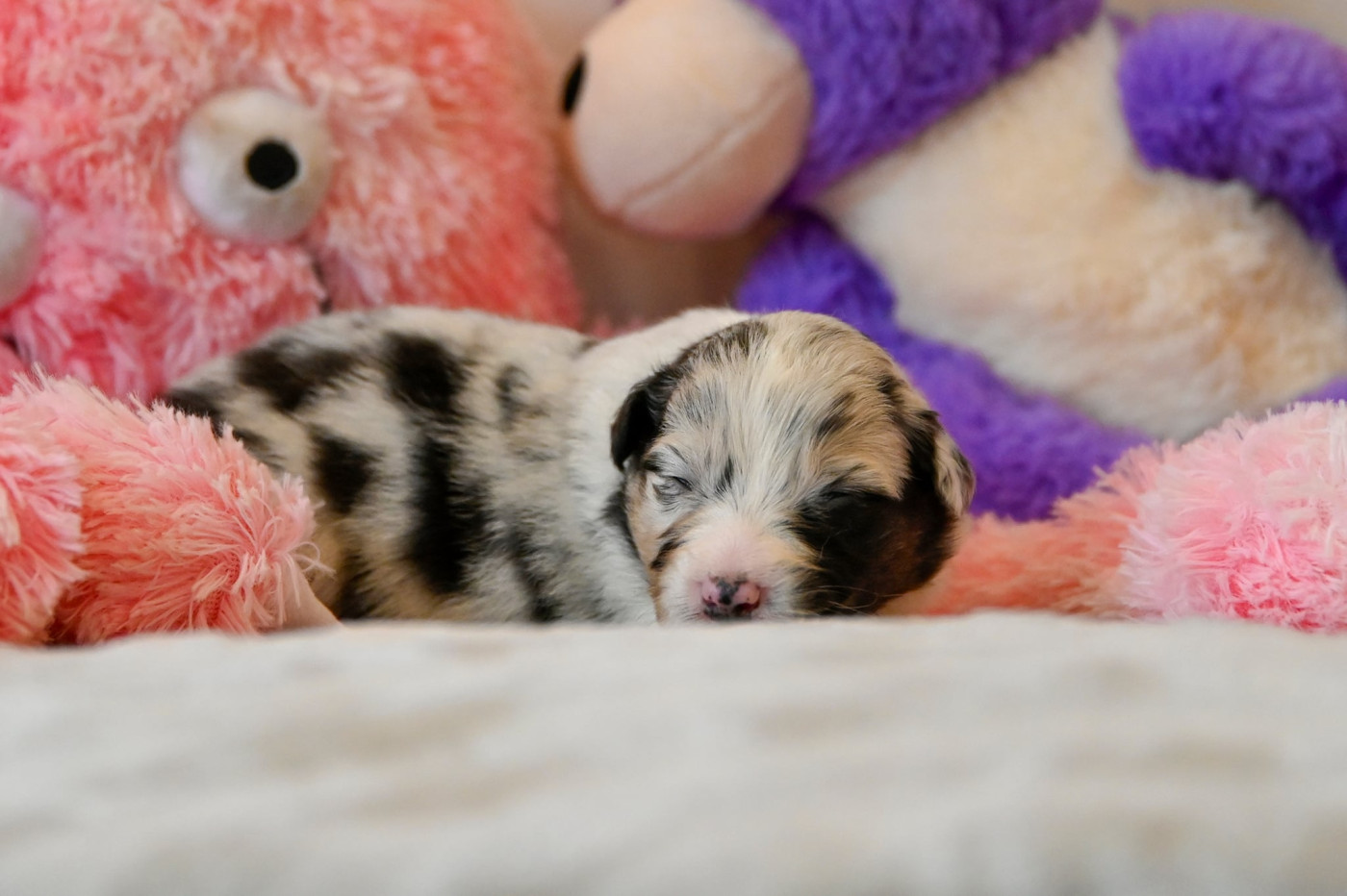 Na Caorrun - Chiots disponibles - Berger Australien
