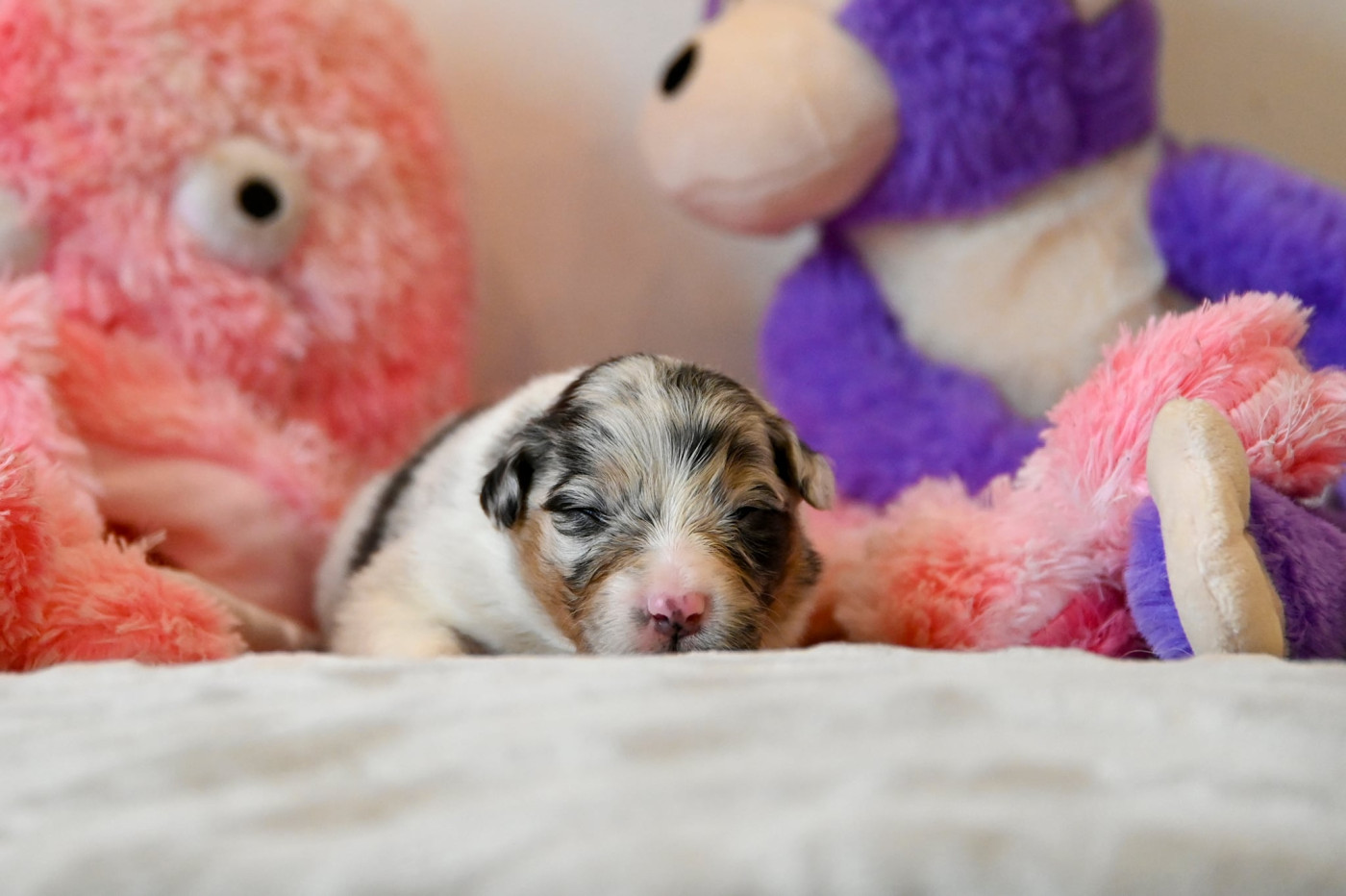 Na Caorrun - Chiots disponibles - Berger Australien