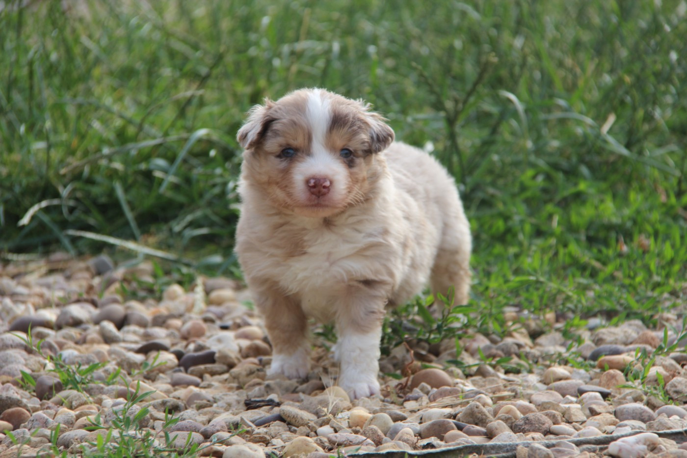 Na Caorrun - Chiots disponibles - Berger Américain Miniature 