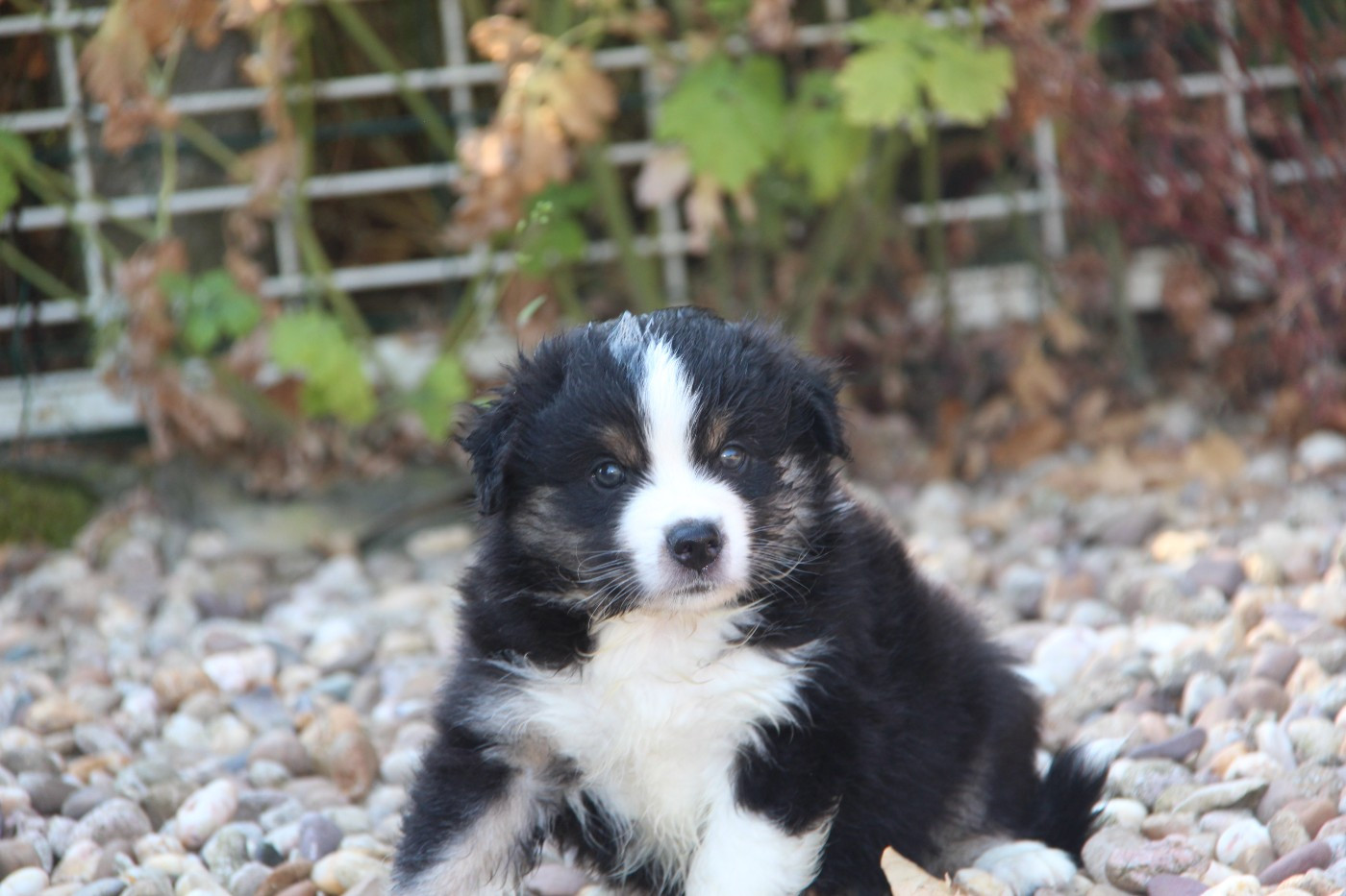 Na Caorrun - Chiots disponibles - Berger Américain Miniature 