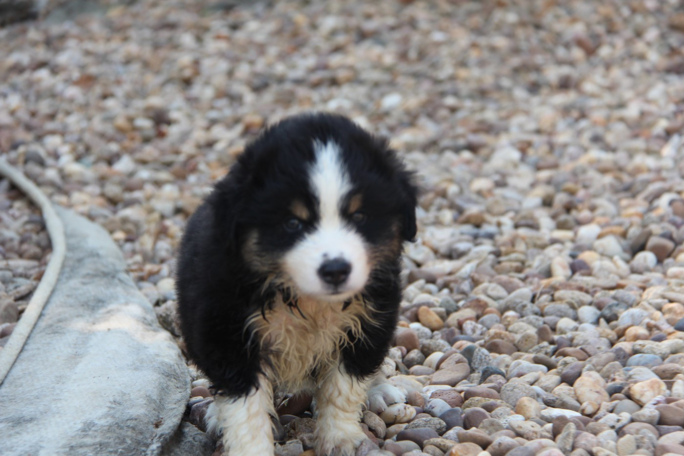 Na Caorrun - Chiots disponibles - Berger Américain Miniature 