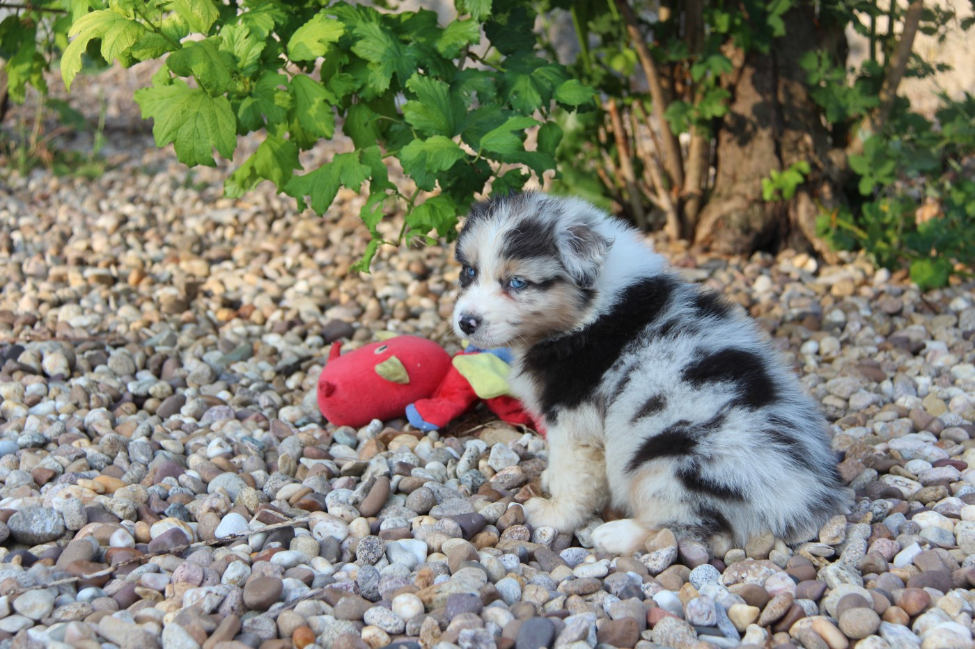 Na Caorrun - Chiots disponibles - Berger Australien