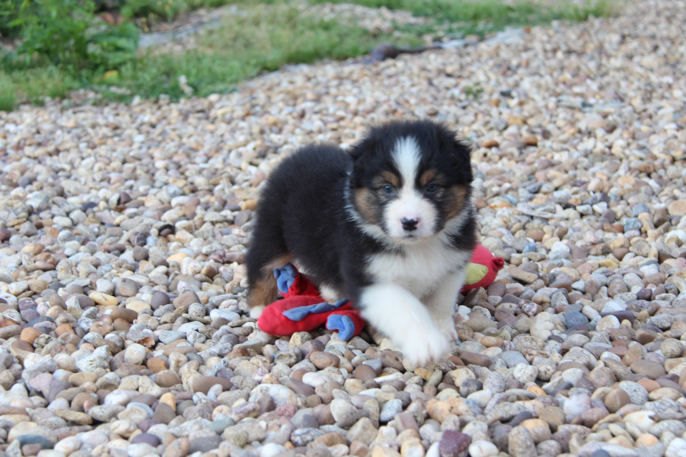 Na Caorrun - Chiots disponibles - Berger Australien