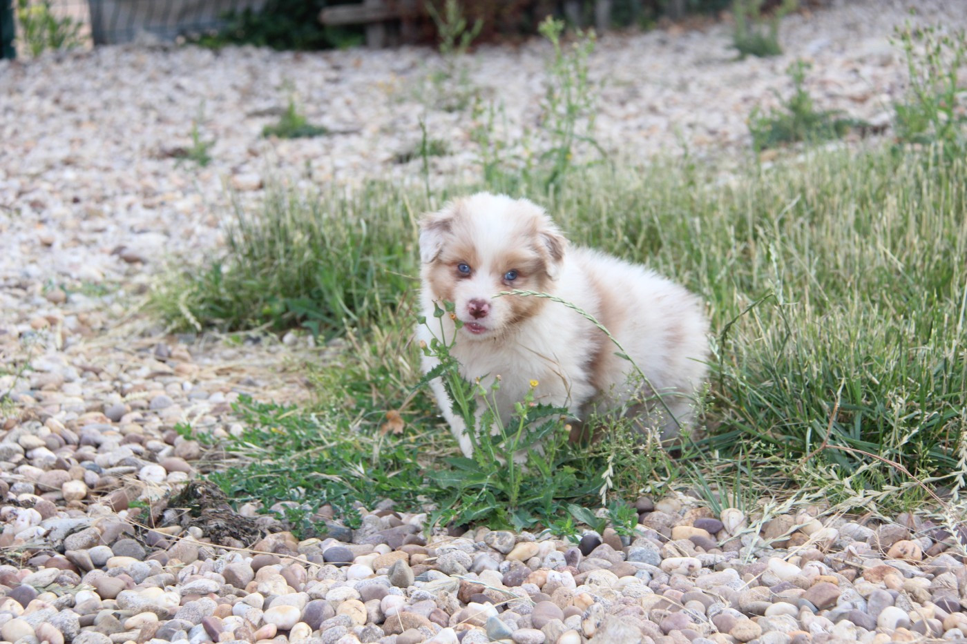 Na Caorrun - Chiots disponibles - Berger Australien