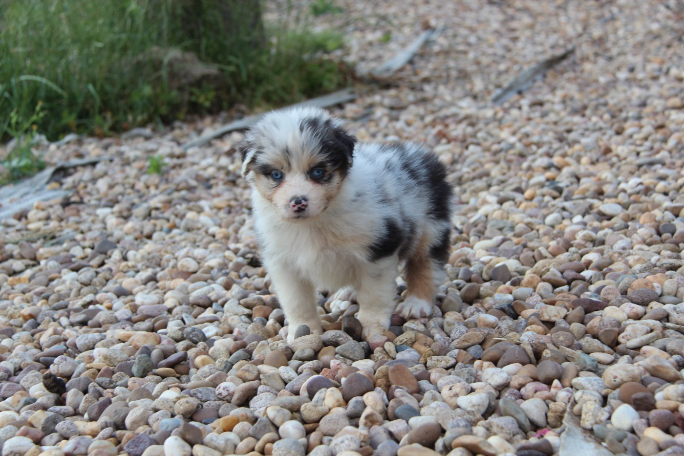 Na Caorrun - Chiots disponibles - Berger Australien