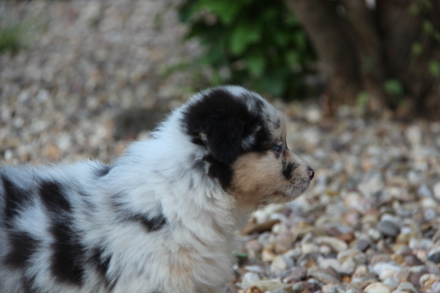 Na Caorrun - Chiots disponibles - Berger Australien