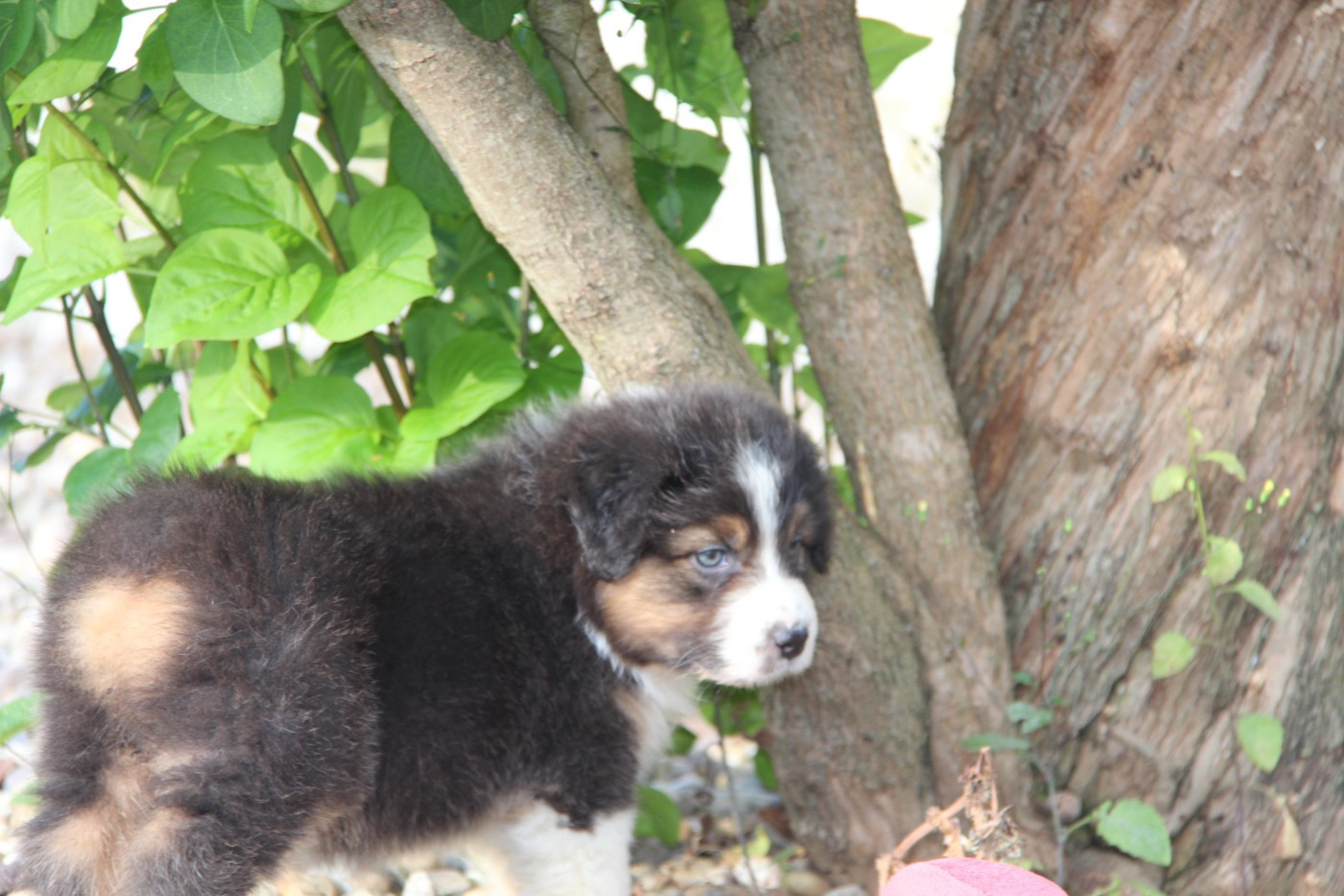 Na Caorrun - Chiots disponibles - Berger Australien