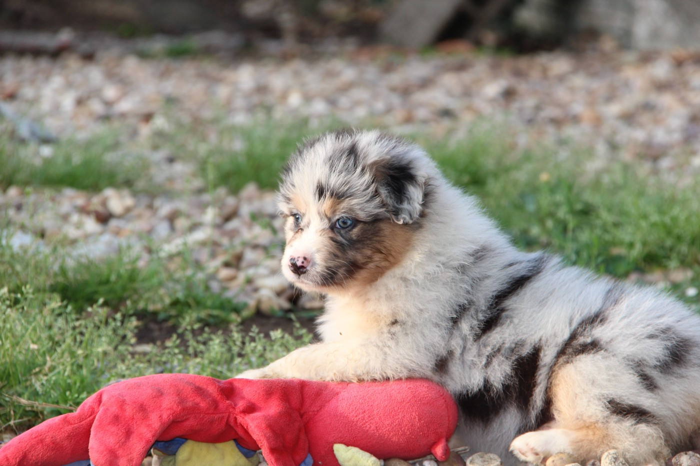 Na Caorrun - Chiots disponibles - Berger Australien