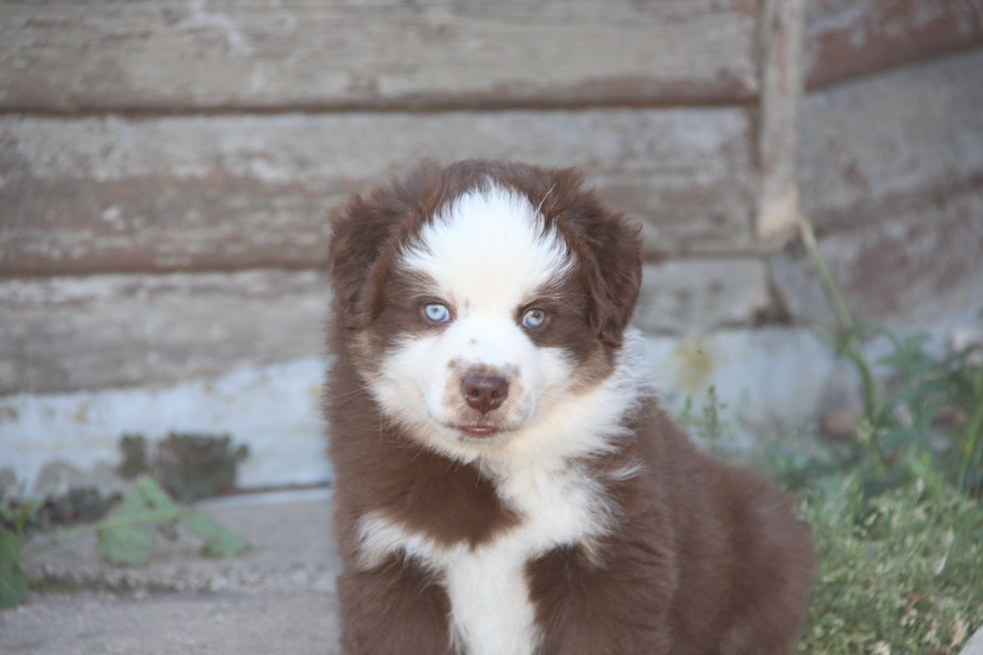 Na Caorrun - Chiots disponibles - Berger Américain Miniature 