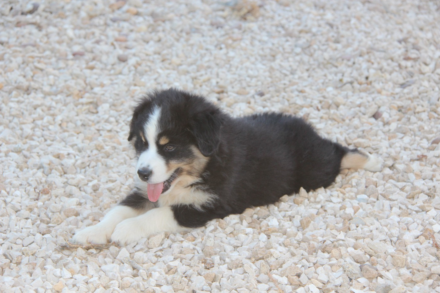Na Caorrun - Chiots disponibles - Berger Américain Miniature 