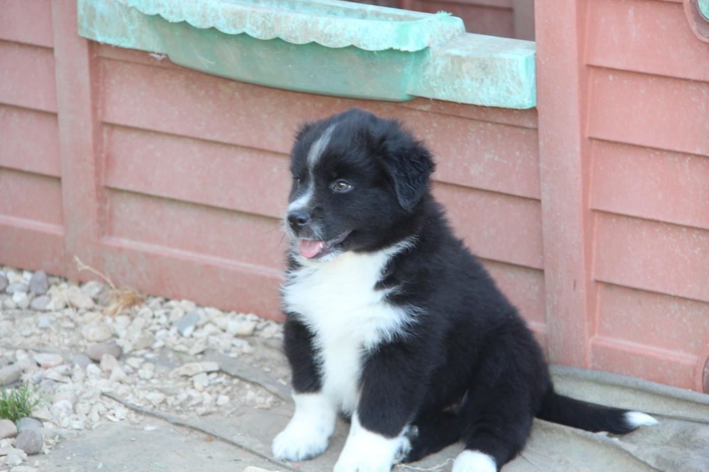 Na Caorrun - Chiots disponibles - Berger Américain Miniature 