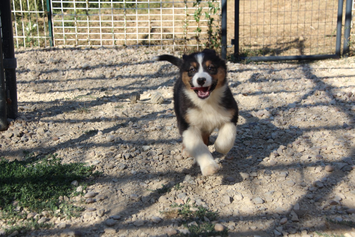 Na Caorrun - Chiots disponibles - Berger Australien