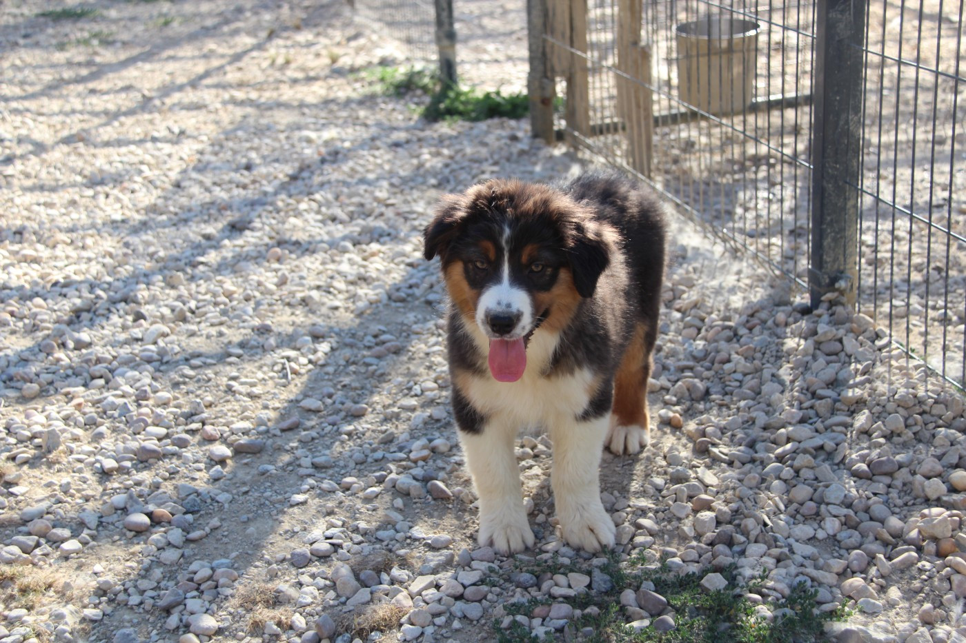 Na Caorrun - Chiots disponibles - Berger Australien