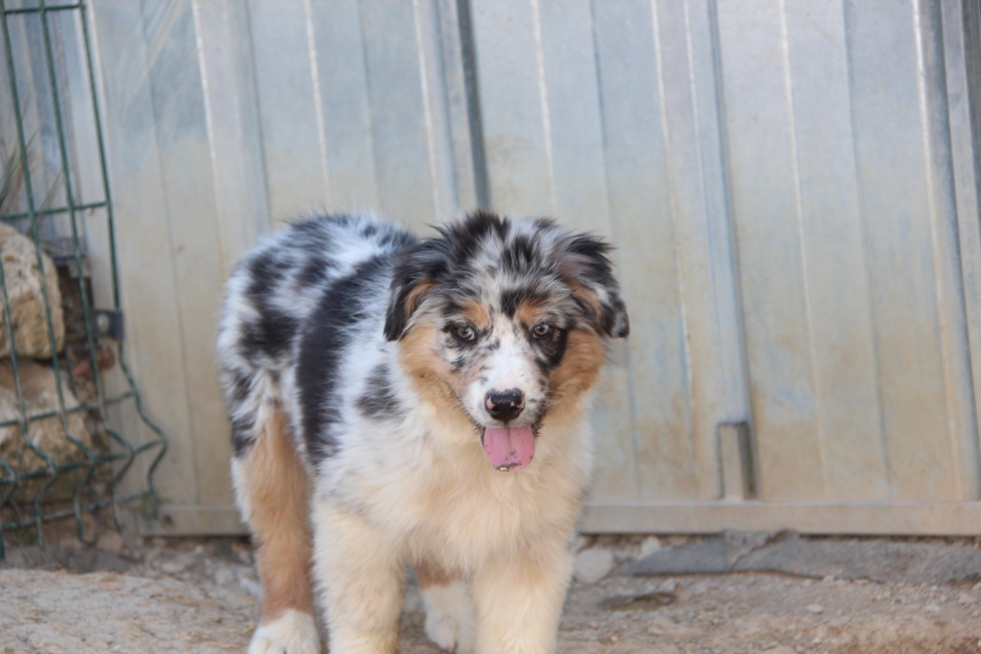 Na Caorrun - Chiots disponibles - Berger Australien
